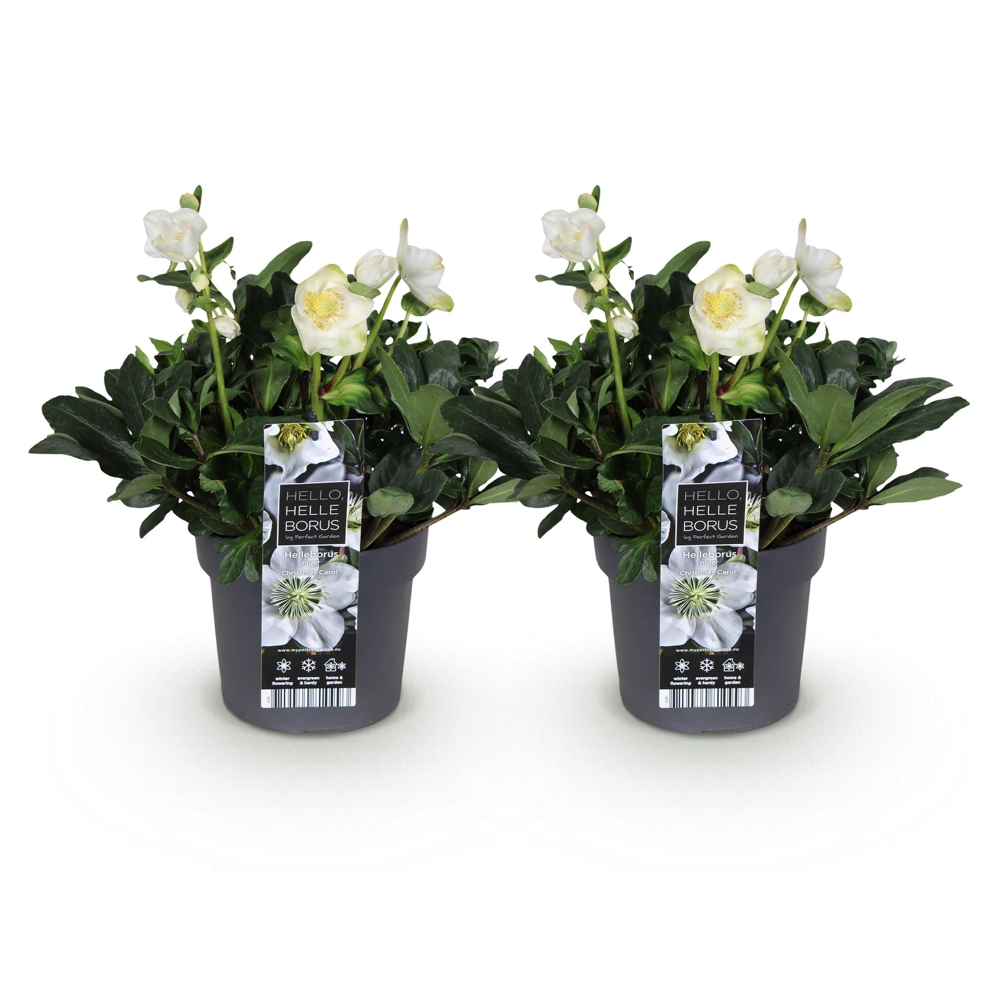 Tuinplant - Kerstroos - Helleborus Christmas Carol  - Witte Bloem -2 Planten - Groenblijvend - Pot 17cm Hoogte 35cm