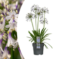 Agapanthus 'Fireworks'  23cm