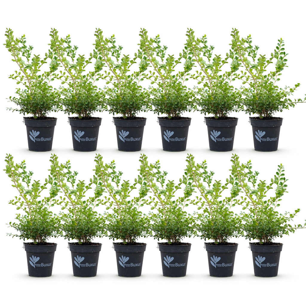 Buxus Haag - BetterBuxus Babylon Beauty - Resistant tegen de Buxus schimmel - 12 planten - 2 strekkende meter - pot 13cm hoogte 30-35