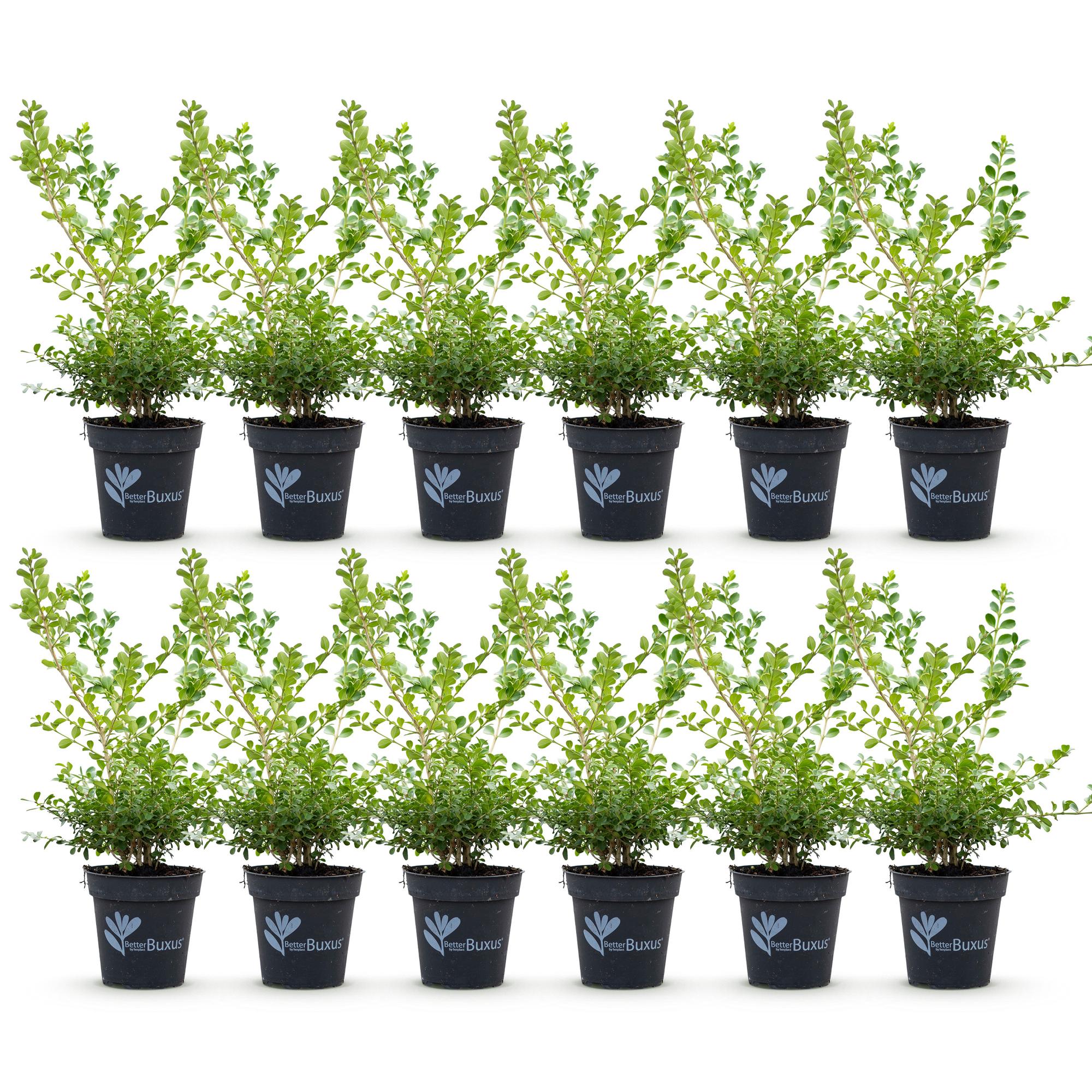 Buxus Haag - BetterBuxus Babylon Beauty - Resistant tegen de Buxus schimmel - 12 planten - 2 strekkende meter - pot 13cm hoogte 30-35