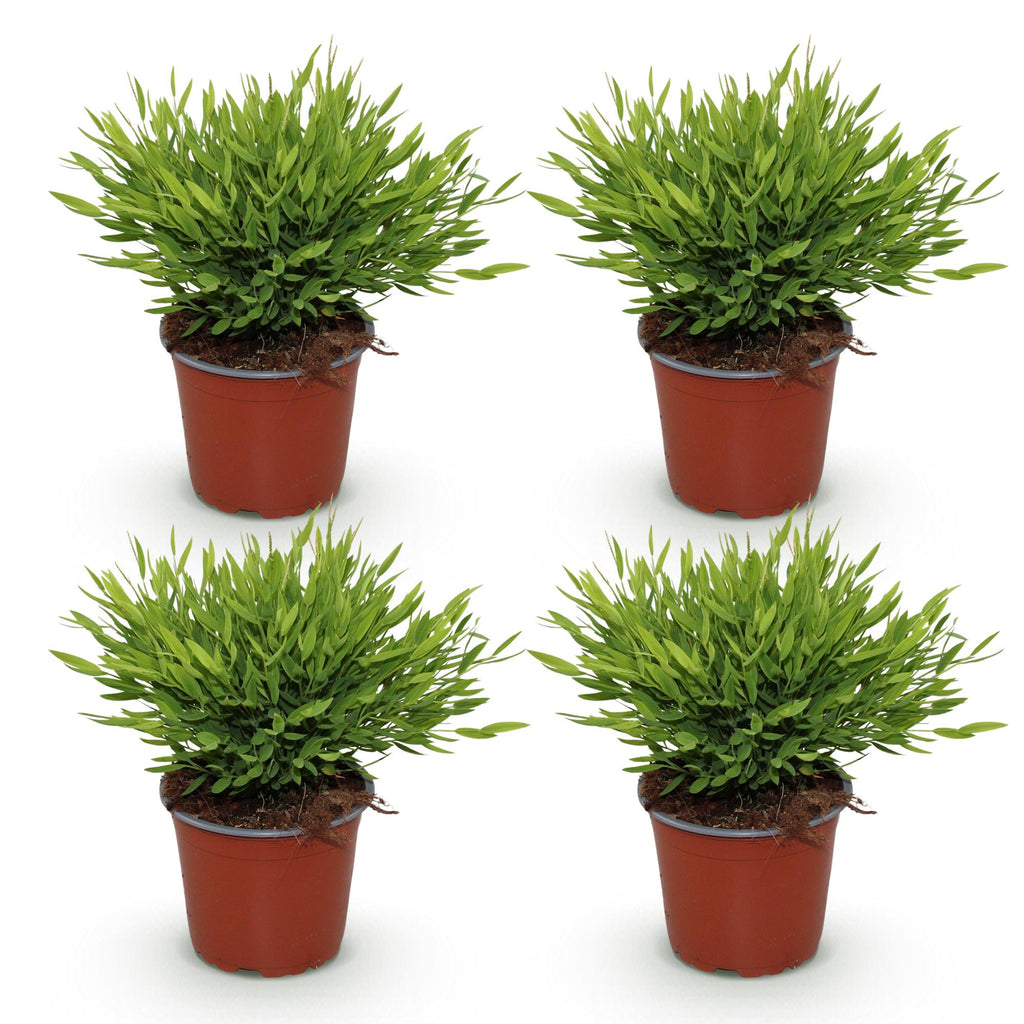 Kamerplant - Bamusa Pogonatherum Monica - Bamboegras - Huisdiervriendelijk - Groen - 4 Planten - Pot 12cm - Hoogte 30-35cm