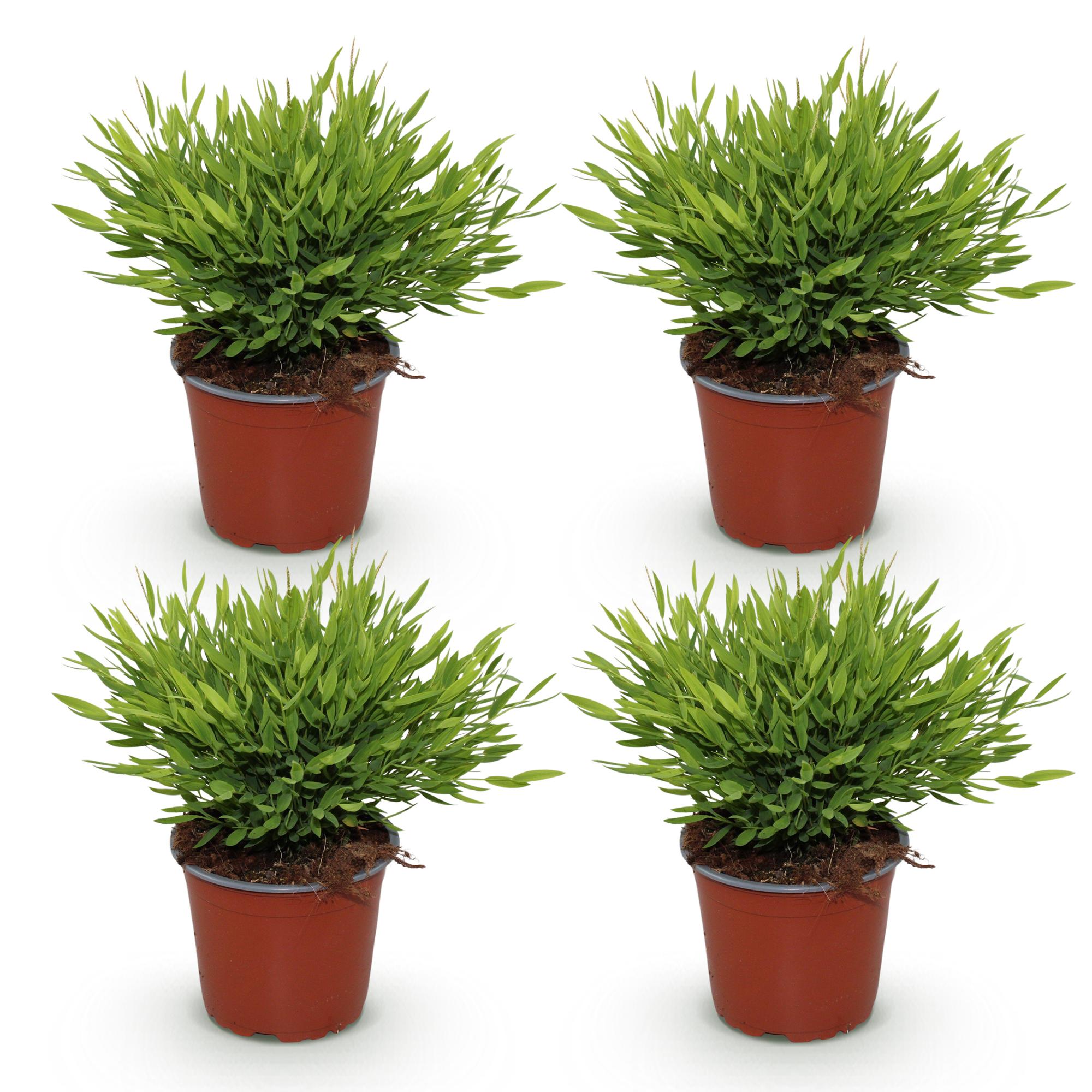 Kamerplant - Bamusa Pogonatherum Monica - Bamboegras - Huisdiervriendelijk - Groen - 4 Planten - Pot 12cm - Hoogte 30-35cm