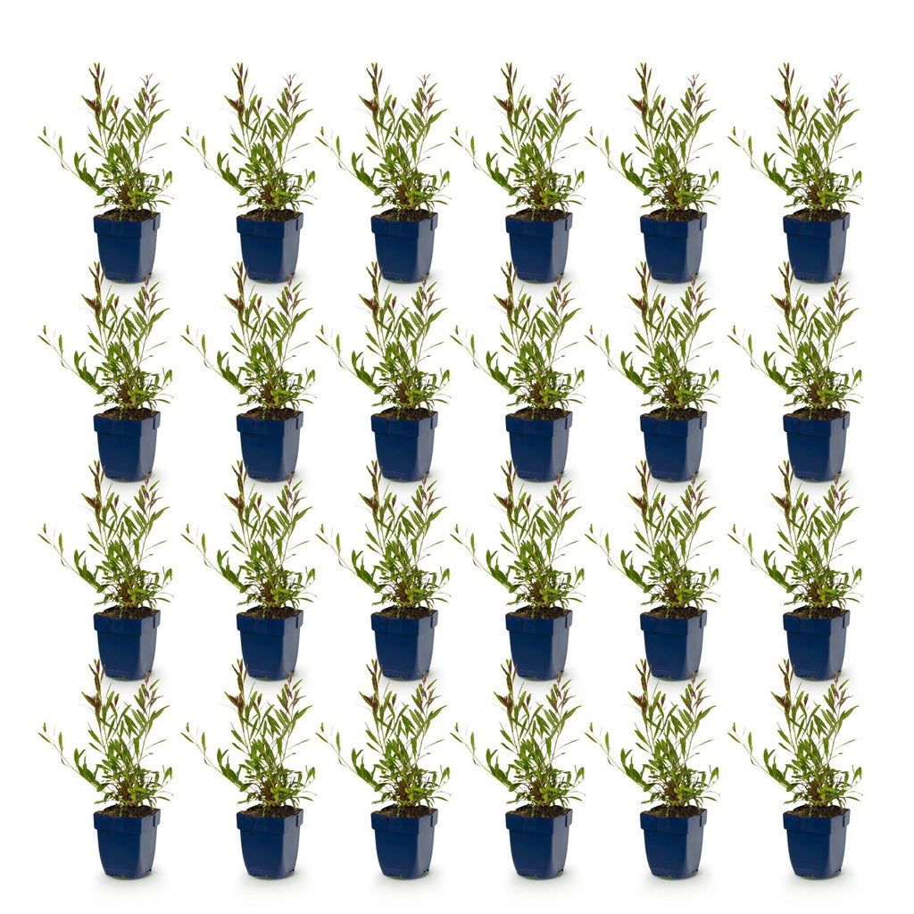 Vasteplant - Gaura lindh. Rosyjane - Prachtkaars - Bijen- en vlinderlokkers - Roze - 24 Planten - Pot 11cm - Hoogte 15-25cm