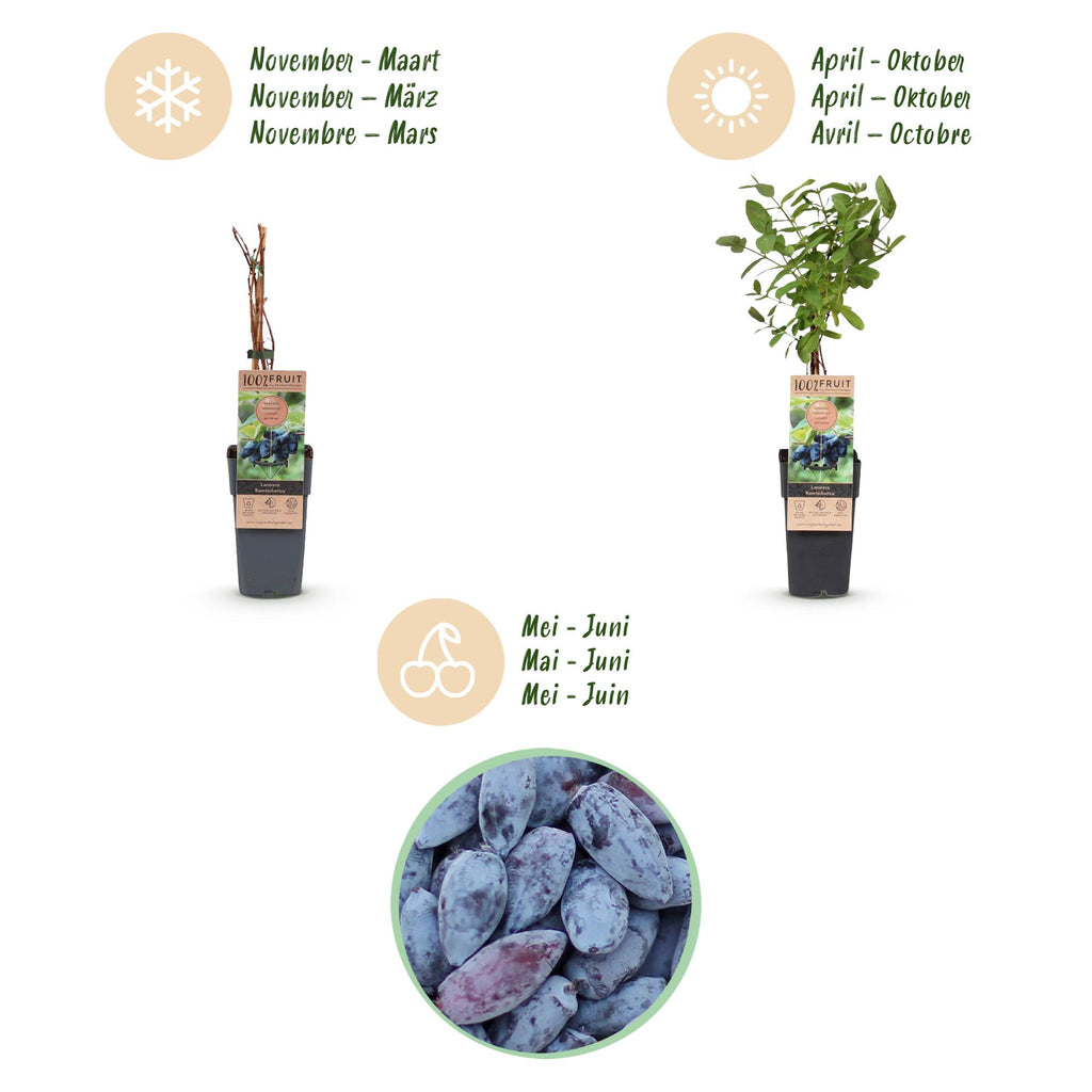 Fruitplant - Lonicera caerulea Kamchatika - Honingbes - Winterhard - Blauw Vrucht - 2 Planten - Pot 15cm - Hoogte 50cm