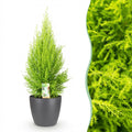 Kamerplanten - Cupressus Gold Crest Wilma - Kamer conifeer - Weinig onderhoud - Groen - 1 Plant - met Potter Grijs - Pot 21cm - Hoogte 85-95cm