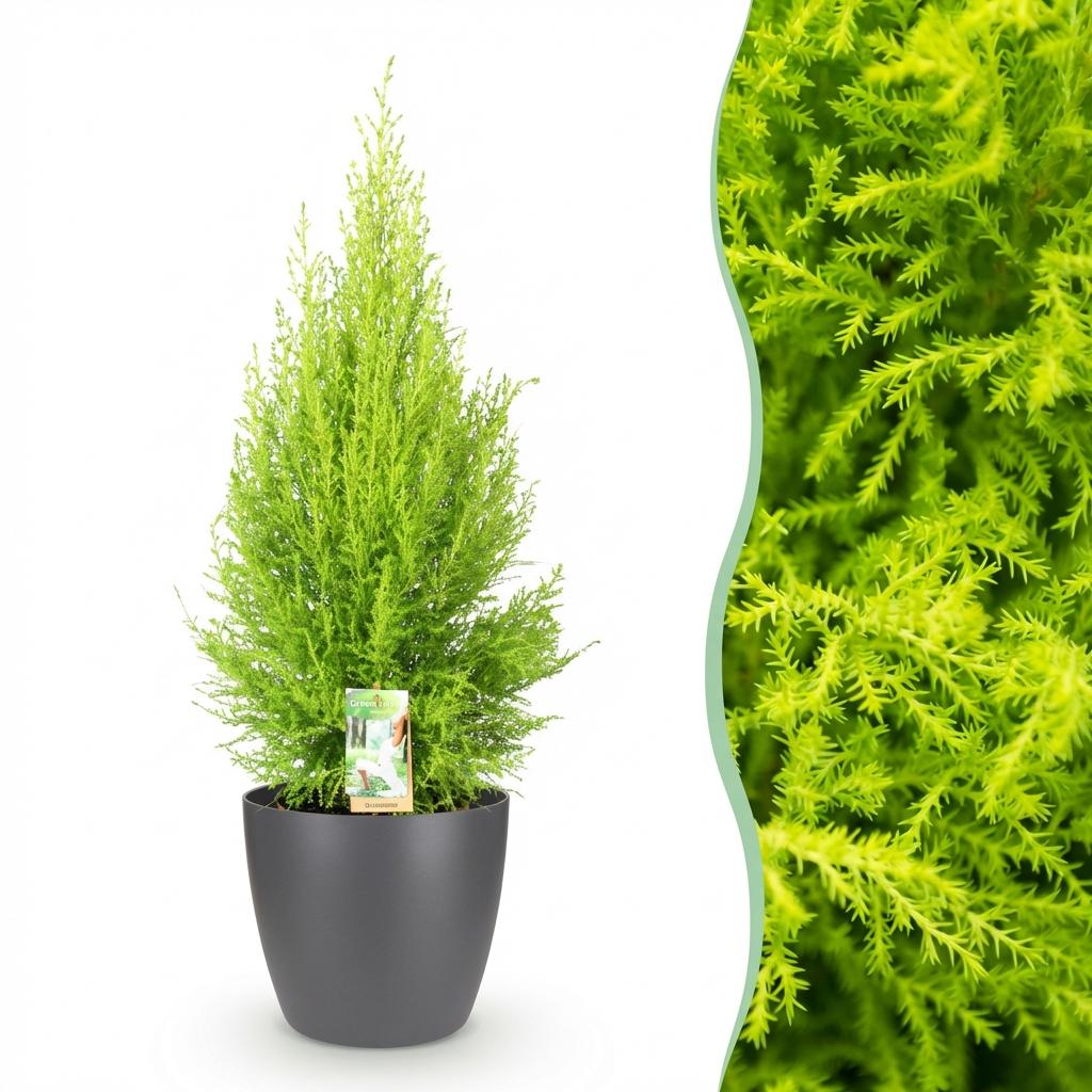 Kamerplanten - Cupressus Gold Crest Wilma - Kamer conifeer - Weinig onderhoud - Groen - 1 Plant - met Potter Grijs - Pot 21cm - Hoogte 85-95cm
