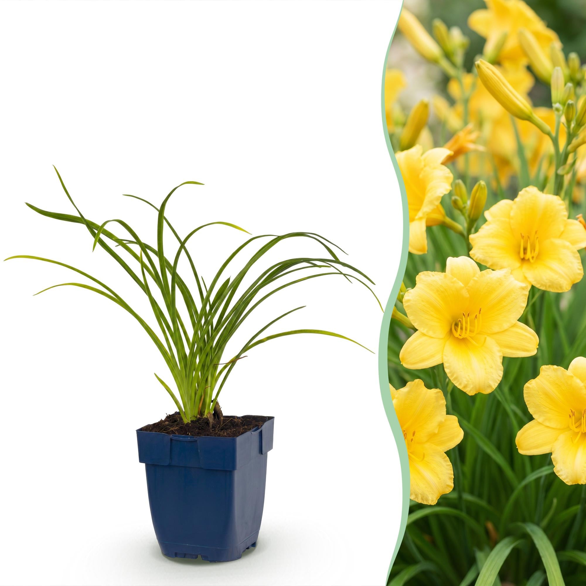 Vasteplant - Hemerocallis Stella d'Oro - Daglelie - Bijen en Vlinderlokkers - Geel - 12 Planten - Pot 11cm - Hoogte 15-25cm