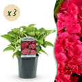 Hortensia - Hydrangea macrophylla Rood - Bloem Rood - 3 Planten - 1 m2 - Bladverliezend - Weinig Onderhoud - Pot 17cm Hoogte 30cm