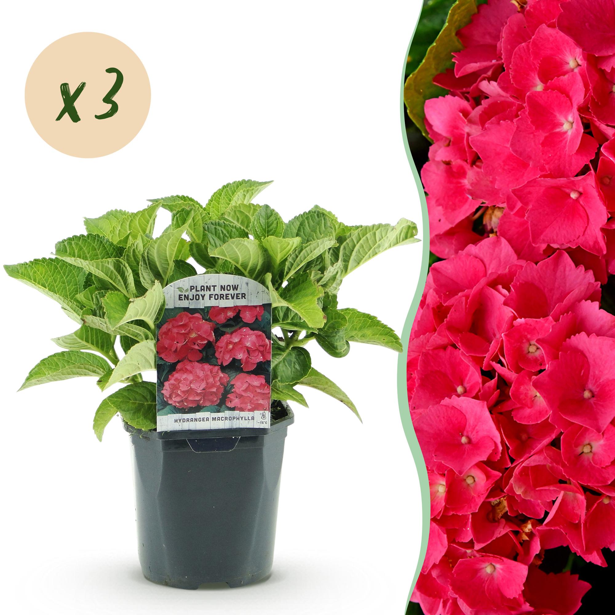 Hortensia - Hydrangea macrophylla Rood - Bloem Rood - 3 Planten - 1 m2 - Bladverliezend - Weinig Onderhoud - Pot 17cm Hoogte 30cm