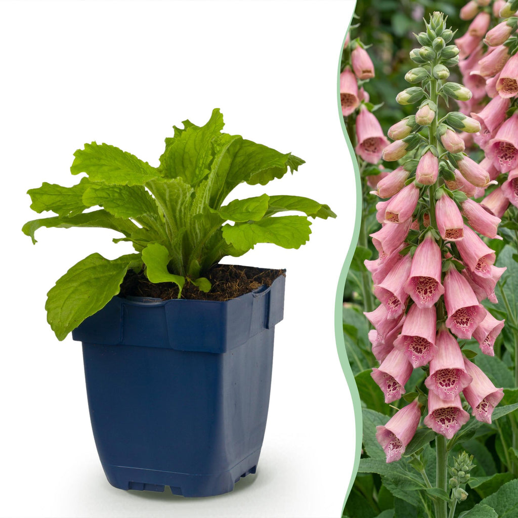 Vasteplant - Digitalis mertonensis - Vingerhoedskruid - Schaduw - Roze - 24 Planten - Pot 11cm - Hoogte 15-25cm