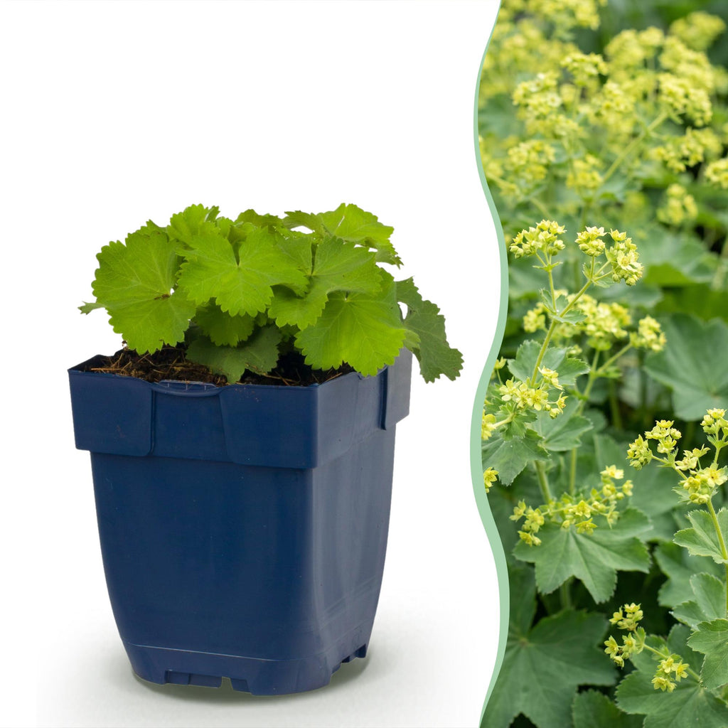Vasteplant - Alchemilla mollis - Vrouwenmantel - Bodembedekkend - Geel - 1 Plant - Pot 11cm - Hoogte 15-25cm
