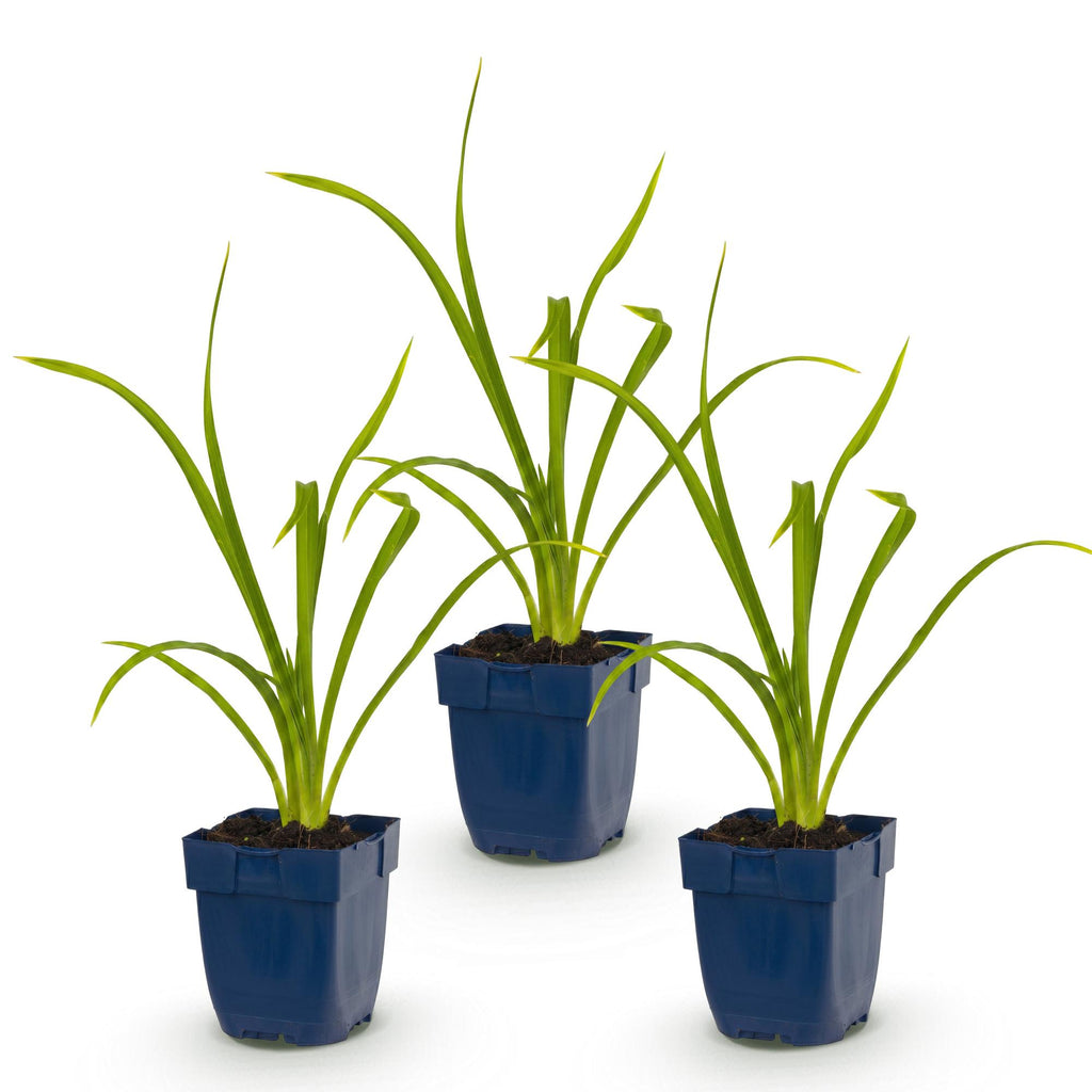 Vasteplant - Hemerocallis Summer Wine - Daglelie - Bijen en Vlinderlokkers - Paars - 3 Planten - Pot 11cm - Hoogte 15-25cm