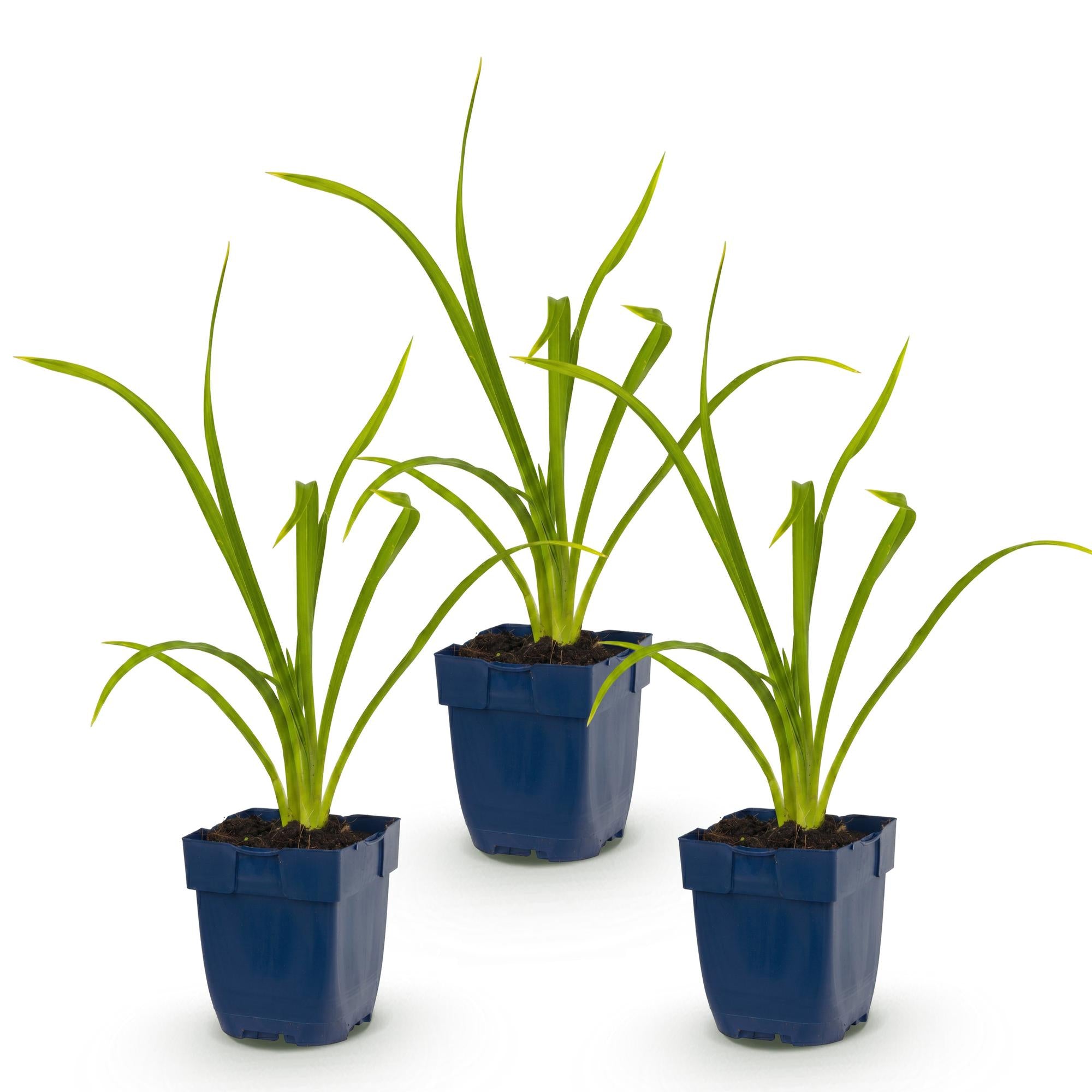 Vasteplant - Hemerocallis Summer Wine - Daglelie - Bijen en Vlinderlokkers - Paars - 3 Planten - Pot 11cm - Hoogte 15-25cm