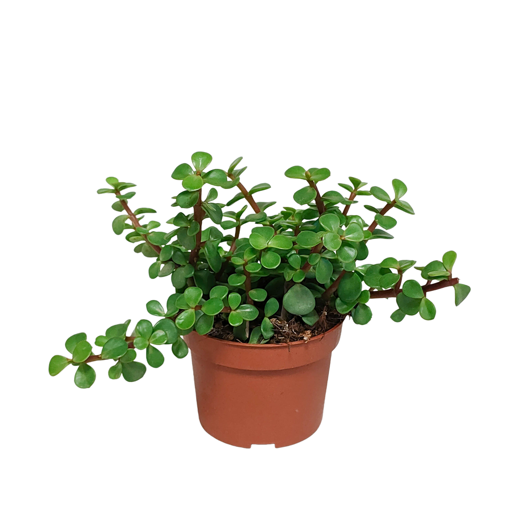 Portulacaria afra - zonder pot