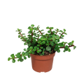 Portulacaria afra - zonder pot