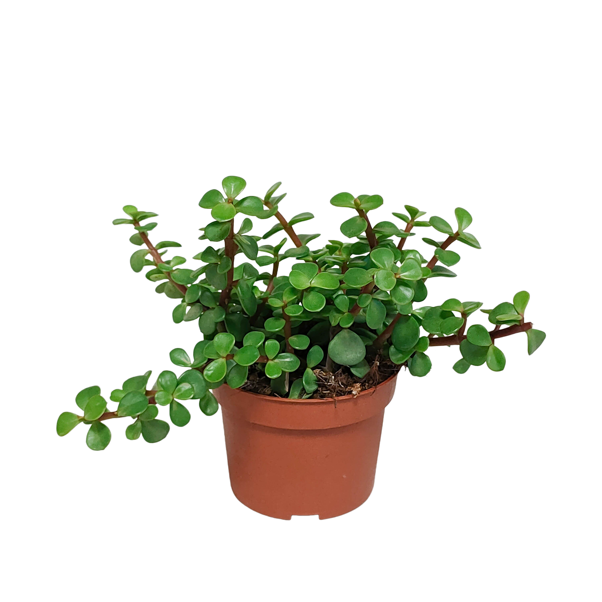 Portulacaria afra - zonder pot