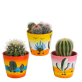 Bolcactus mix 8,5 cm | 3 stuks - in Mexicaanse pot