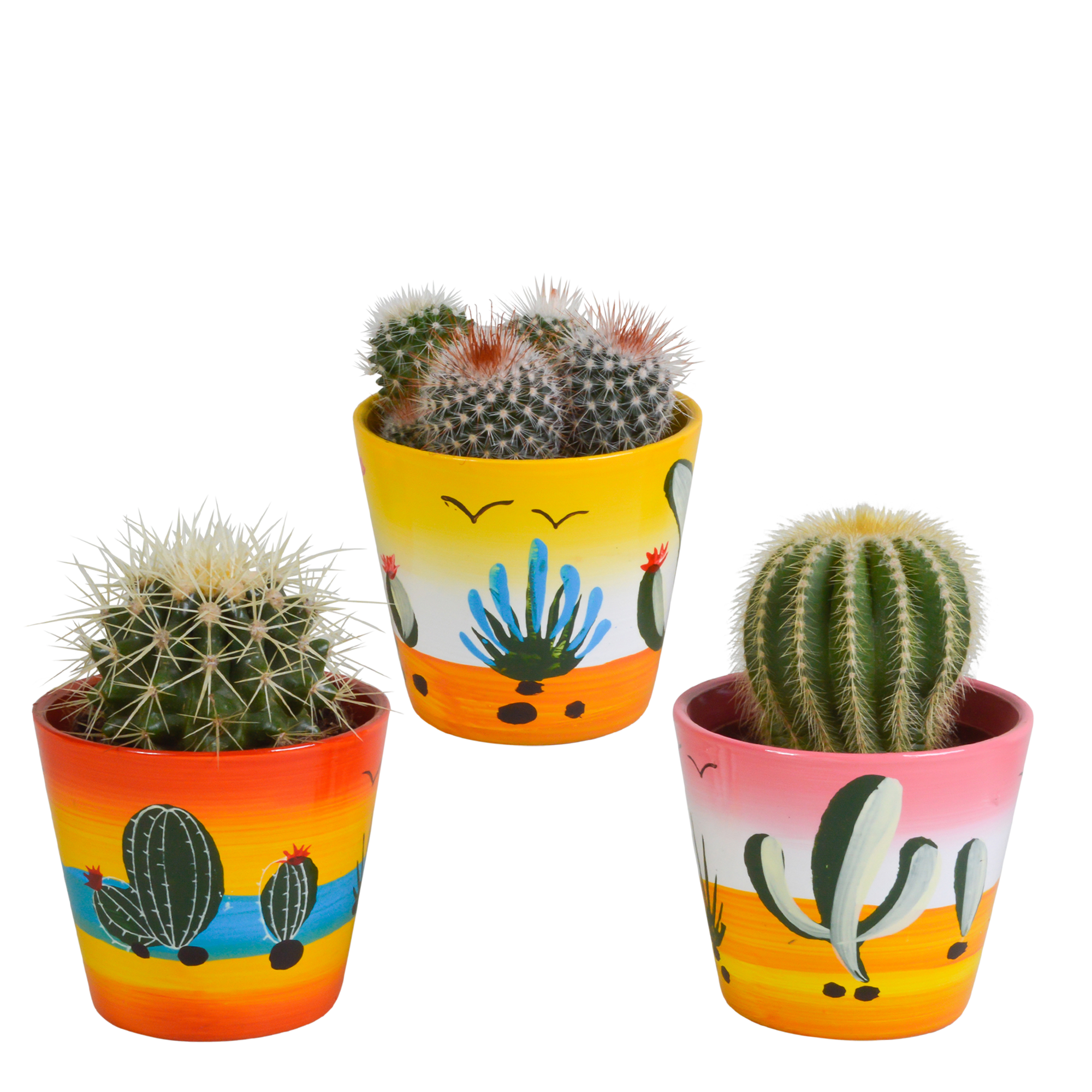 Bolcactus mix 8,5 cm | 3 stuks - in Mexicaanse pot