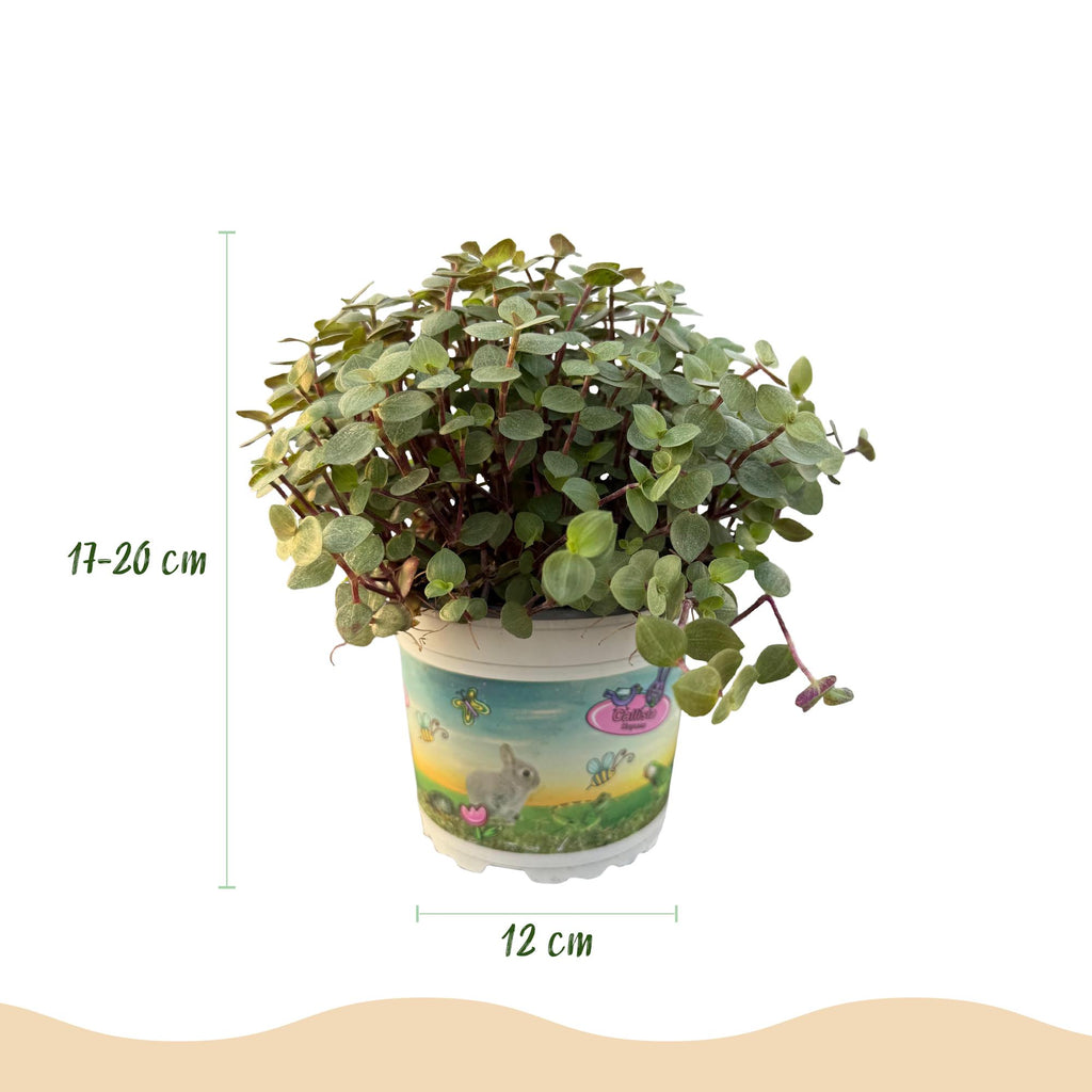Kamerplant - Calissia repens - Kattengras - Huisdiervriendelijk - Groen - 2 Planten - met Potter Grijs - Pot 12cm - Hoogte 17-20cm