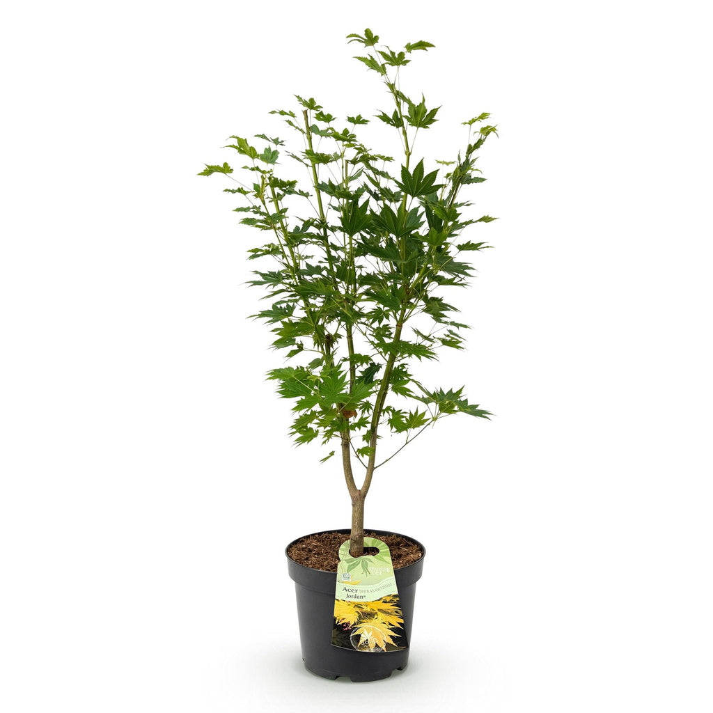 Tuinplant - Acer palmatum Jordan - Japanse Esdoorn - Bladverliezend - Geel - 1 - Pot 26cm - Hoogte 90cm
