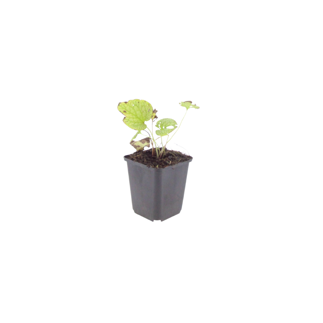 60x Brunnera macr. 'Jack Frost' - ↕10-25cm - Ø9cm