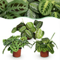 Kamerplant - Marantha Silverband, Marantha Lemon Lime Marantha Kerchoveana - Gebedsplant - Huisdiervriendelijke Plant - Groen - 3 Planten - Pot 12cm - Hoogte 25cm