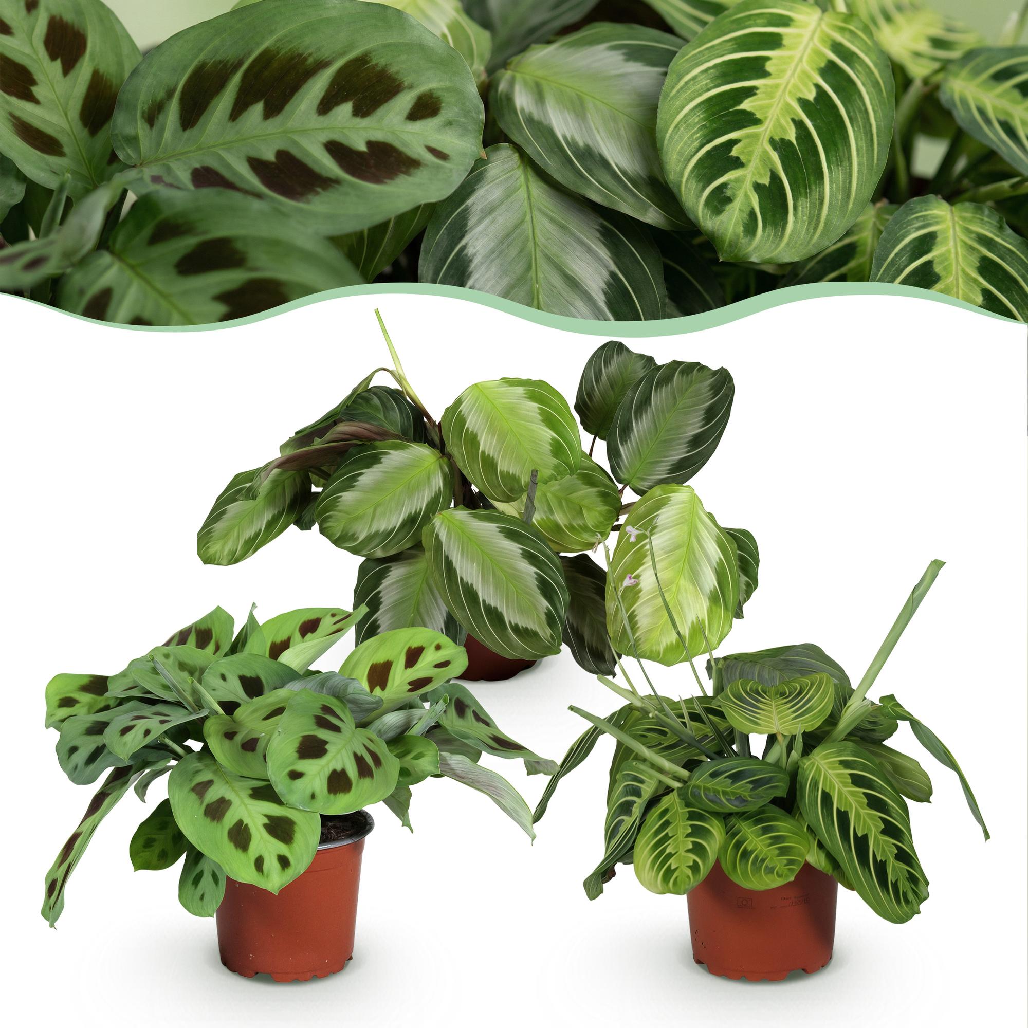 Kamerplant - Marantha Silverband, Marantha Lemon Lime Marantha Kerchoveana - Gebedsplant - Huisdiervriendelijke Plant - Groen - 3 Planten - Pot 12cm - Hoogte 25cm