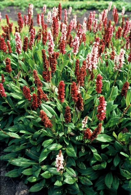 60x Persicaria aff. 'Darjeeling Red' - ↕10-25cm - Ø9cm