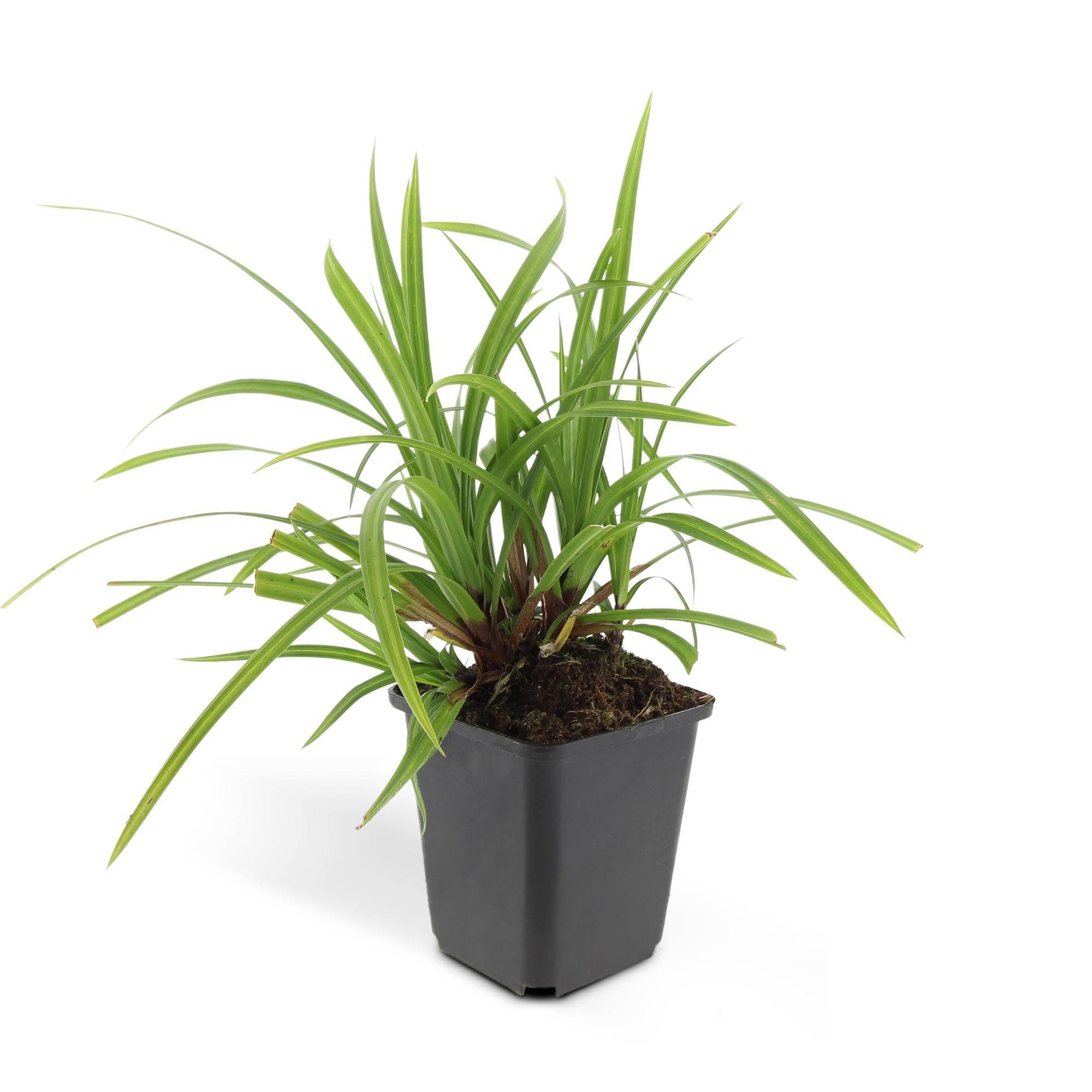 24x Carex morrowii 'Irish Green' - ↕10-25cm - Ø9cm
