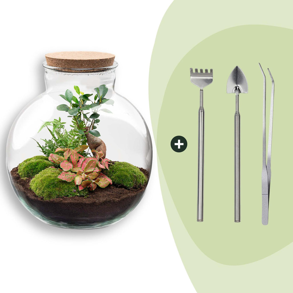 DIY Planten terrarium - Bolder Bob Bonsai - Ø 31 cm ↑ 30 cm - Rake + Shovel + Tweezer