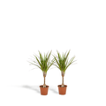 2x Dracaena - ↨60cm - Ø14cm
