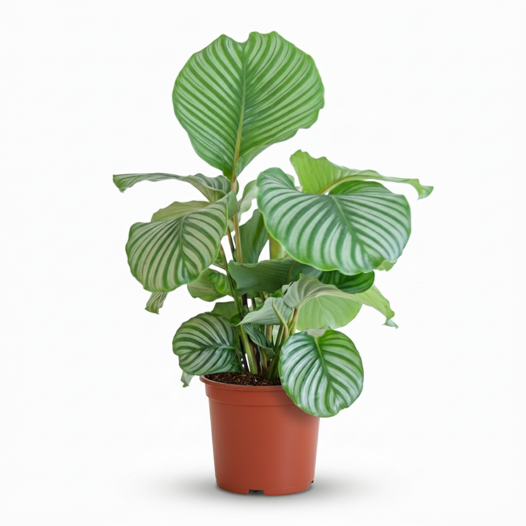 Kamerplant - Pauwenplant - Calathea Orbifolia - Groen - Weinig onderhoud - 1 Plant - Pot 21cm - Hoogte 60 - 70cm