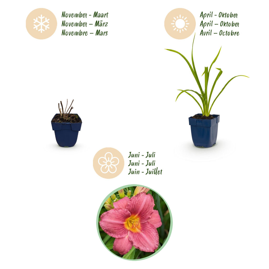 Vasteplant - Hemerocallis Summer Wine - Daglelie - Bijen en Vlinderlokkers - Paars - 24 Planten - Pot 11cm - Hoogte 15-25cm