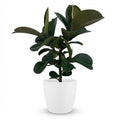 Kamerplant - Rubberplant - Ficus Elastica Cloe - Groen - Weinig onderhoud - 1 Plant - met Potter Wit - Pot 19cm - Hoogte 65cm