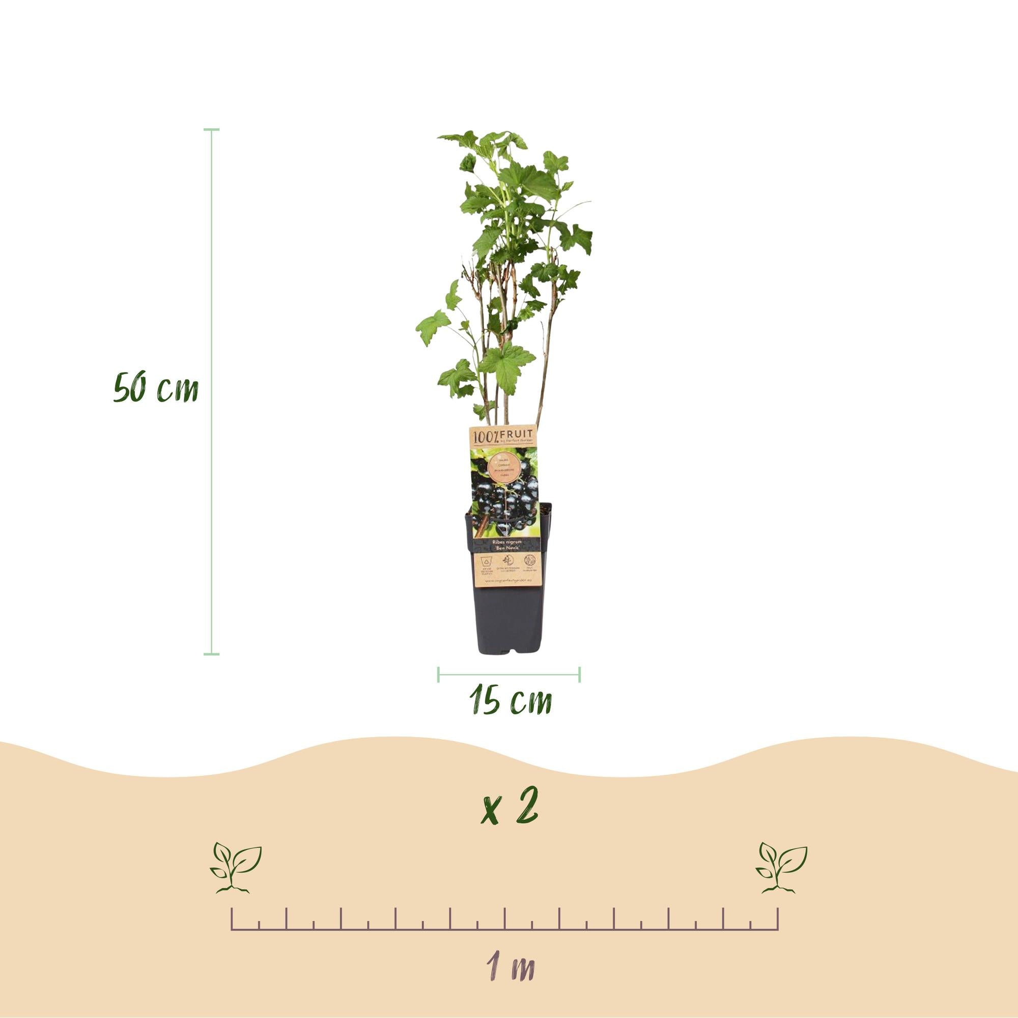 Fruitplant - Ribes nigrum Ben Nevis - Bessenplant - Winterhard - Zwarte Bes - 2 Planten - Pot 15cm - Hoogte 50cm