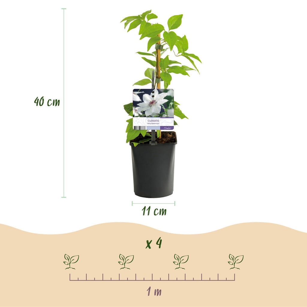 Klimplant - Clematis Miss bateman - Bloem Wit - Weinig onderhoud -2 planten -  Pot 11cm Hoogte 40cm