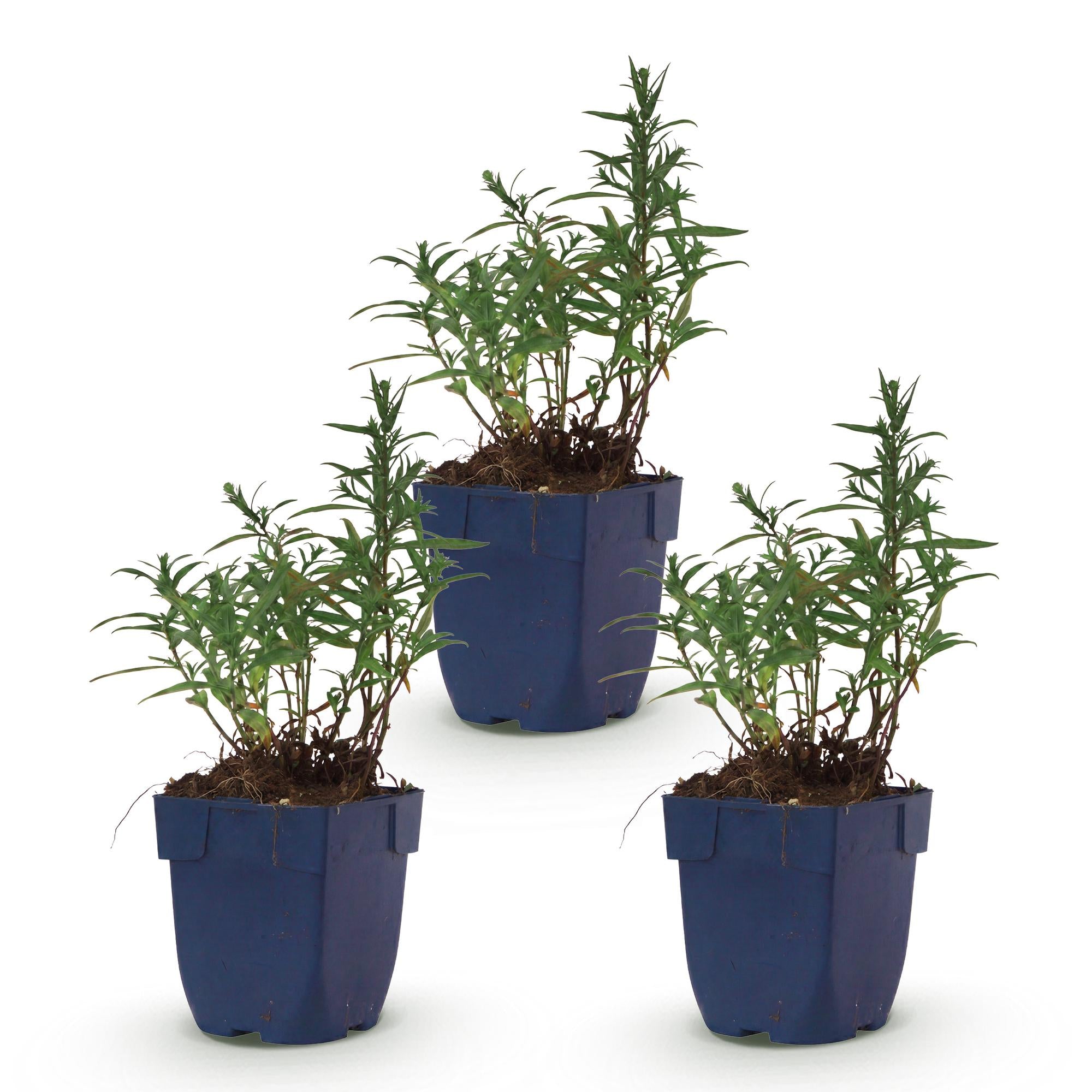 Vasteplant - Aster (D) Mittelmeer - Zeeaster - Bijen en Vlinderlokkers - Paars - 3 Planten - Pot 11cm - Hoogte 15-25cm