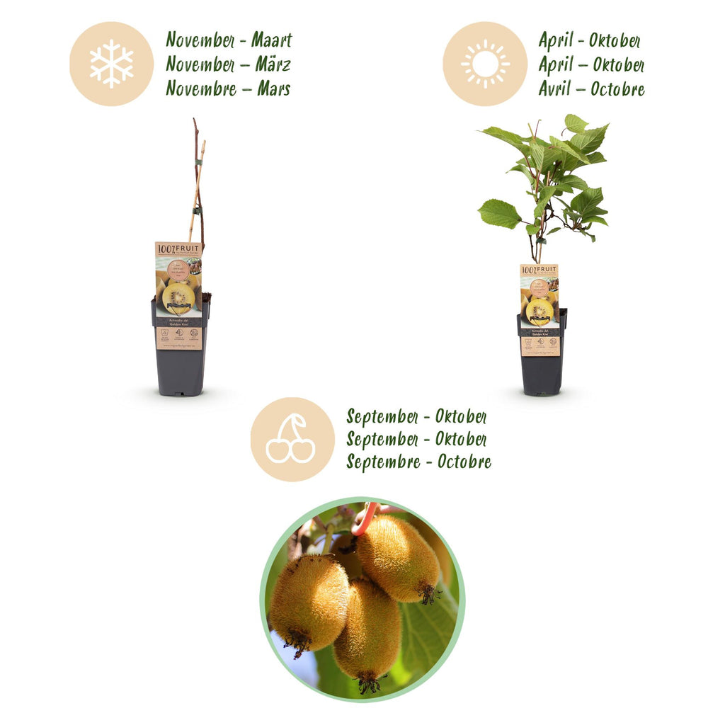 Fruitplant - Actinidia deliciosa Golden Kiwi - Kiwiplant - Vrouwelijk - Gele Vrucht - 2 Planten - Pot 15cm - Hoogte 50cm