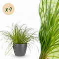 Kamerplant - Cyperus alternifolius Zumula - Kattengras - Huisdiervriendelijke Plant - Groen - 4 Planten - met Potter Grijs - Pot 12cm - Hoogte 20cm