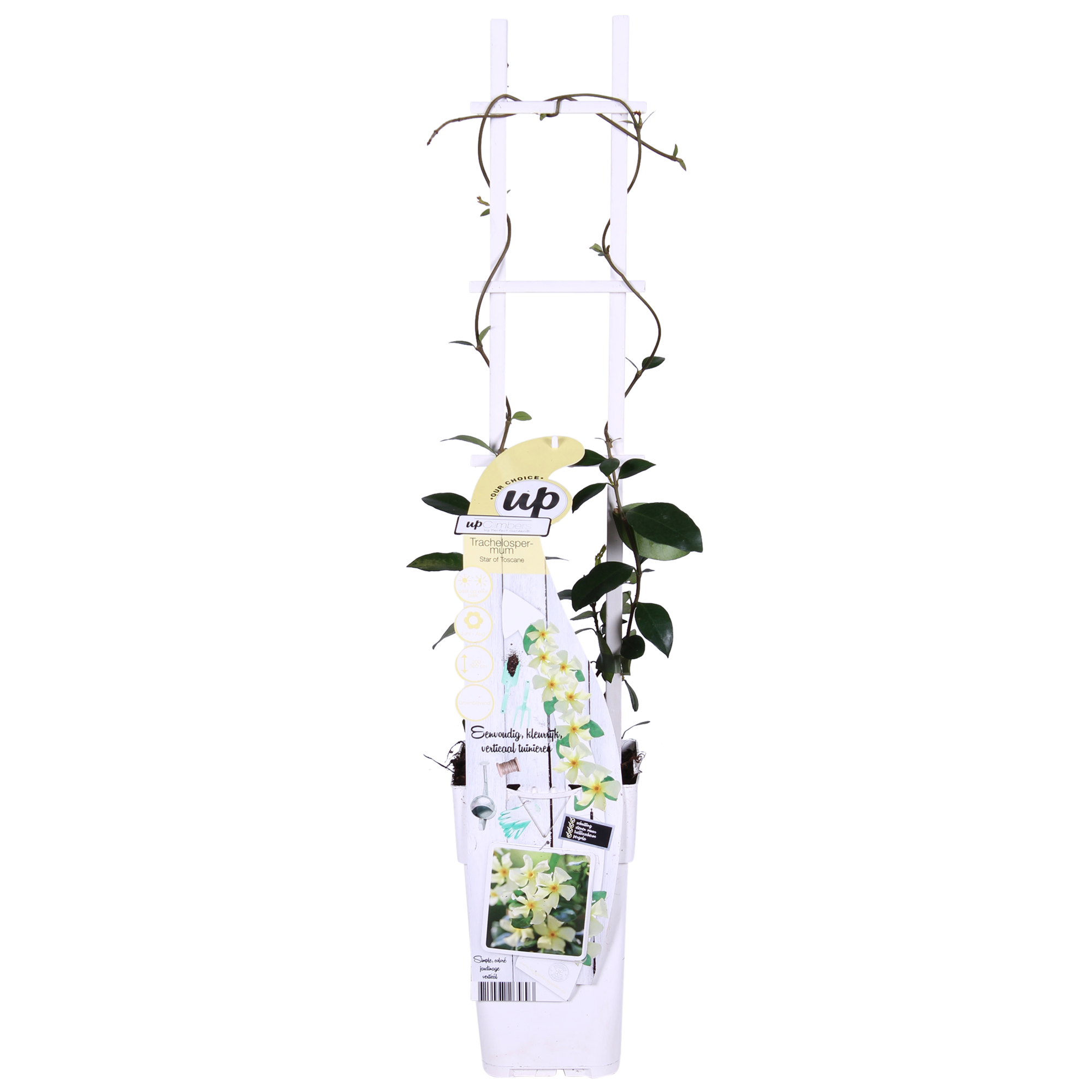 2x - Trachelospermum 'Star of Toscana' - ↨65cm - Ø15