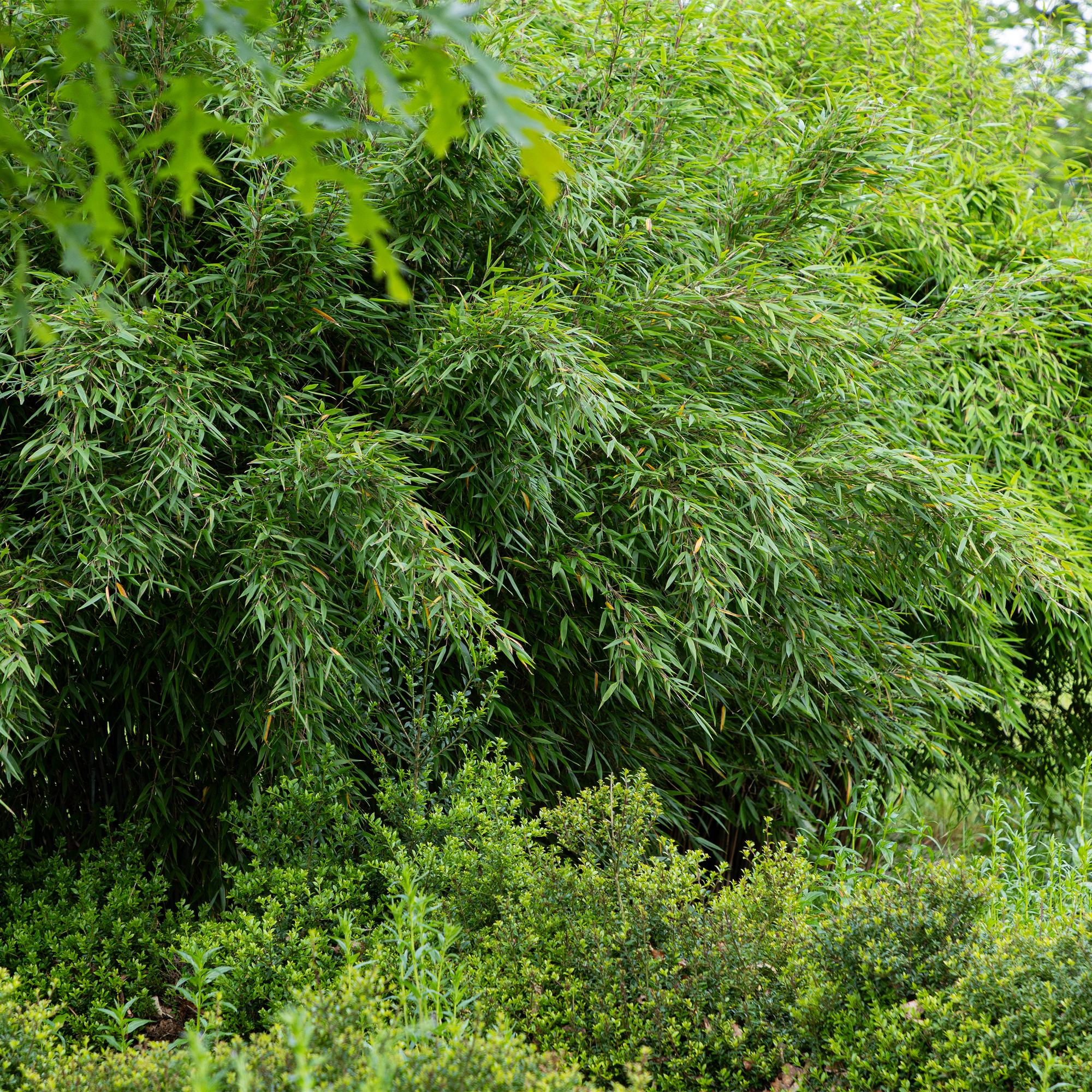 Bamboe - Fargesia Red Dragon - Groen - 4 Planten - Bladhoudend - Niet Woekerend- Pot 14cm Hoogte 35cm