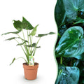 Green is... Kamerplanten - Alocasia Cucullata - Boeddha,s hand - Weinig onderhoud - Groen - 1 Plant - Pot 21cm - Hoogte 65-70cm