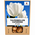 Tulpenbollen Catherina – 20 Stuks | KH Bloembollen® | Zuiver Witte Tulp – Tijdloos & Elegant – Voor Tuin of Pot – Maat 11/12 – Vers van de Teler