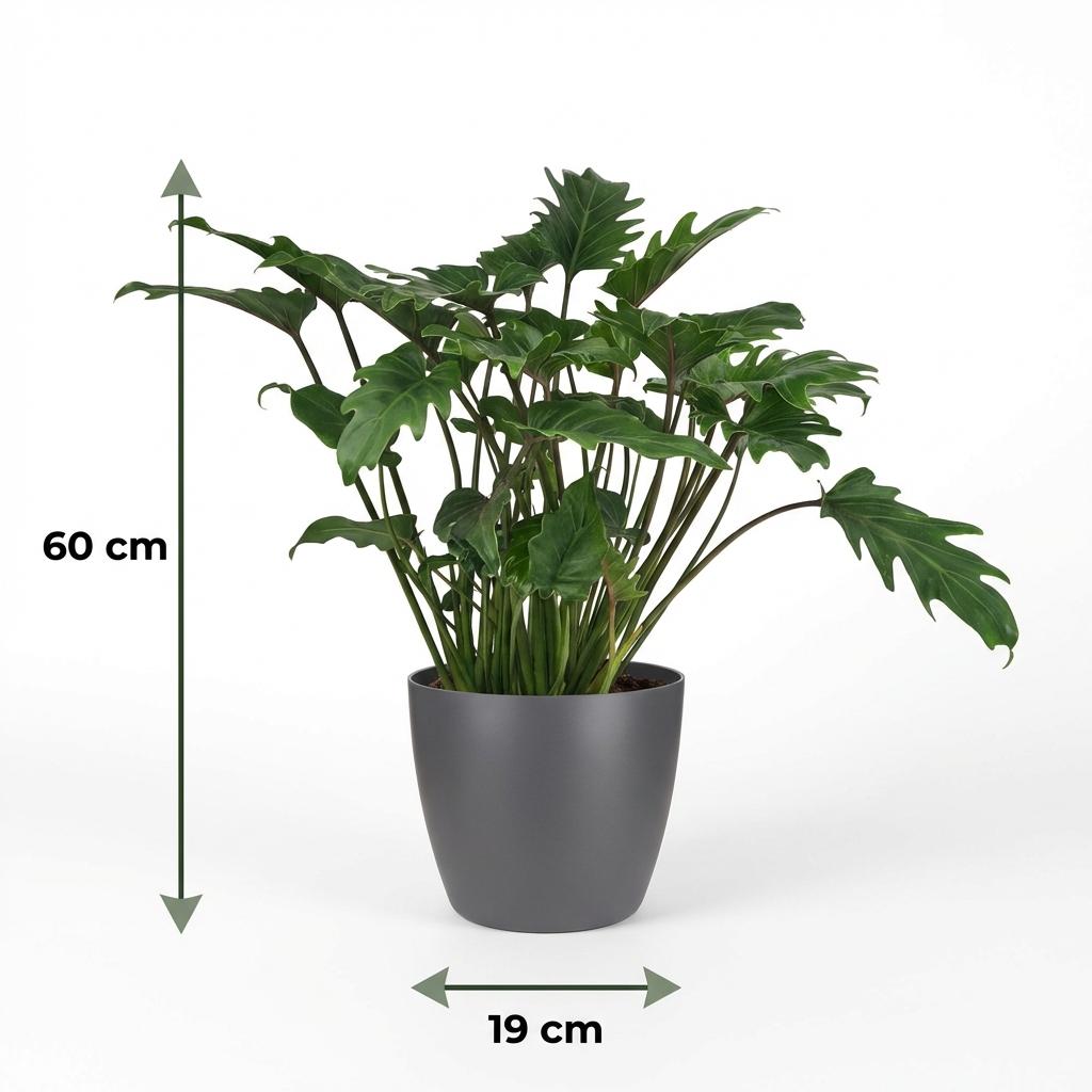 Kamerplant - Philodendron - Philodendron Xanadu - Groen - Weinig onderhoud - 1 Plant - met Potter Grijs - Pot 19cm - Hoogte 60cm