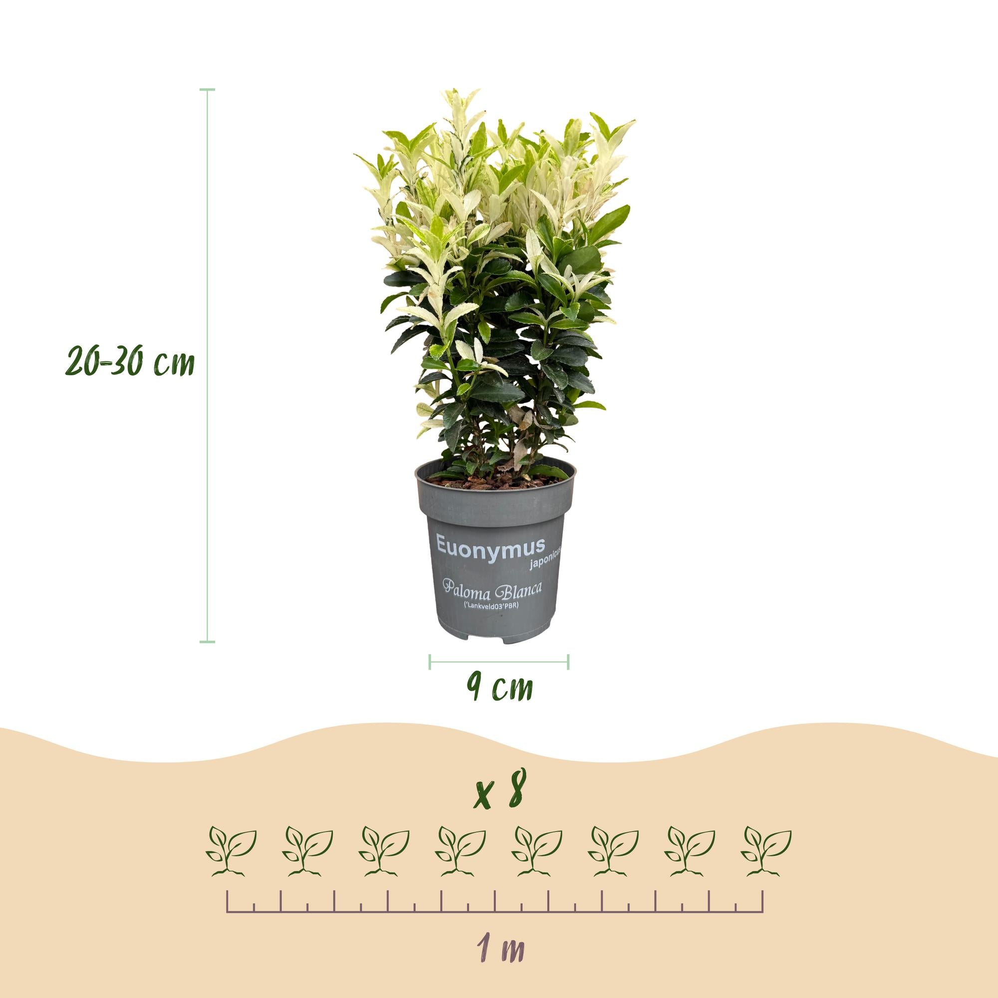 16x Euonymus japonica Paloma Blanca - Kardinaalsmuts - Haagplanten - Groenblijvend - Groen - Wit - Pot 9cm - Hoogte 20-30cm