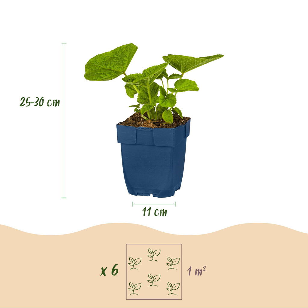 Vasteplant - Borderpakket - Wit - Diversen - Soorten en kleuren - 6 Planten - Pot 11cm - Hoogte 15-25cm