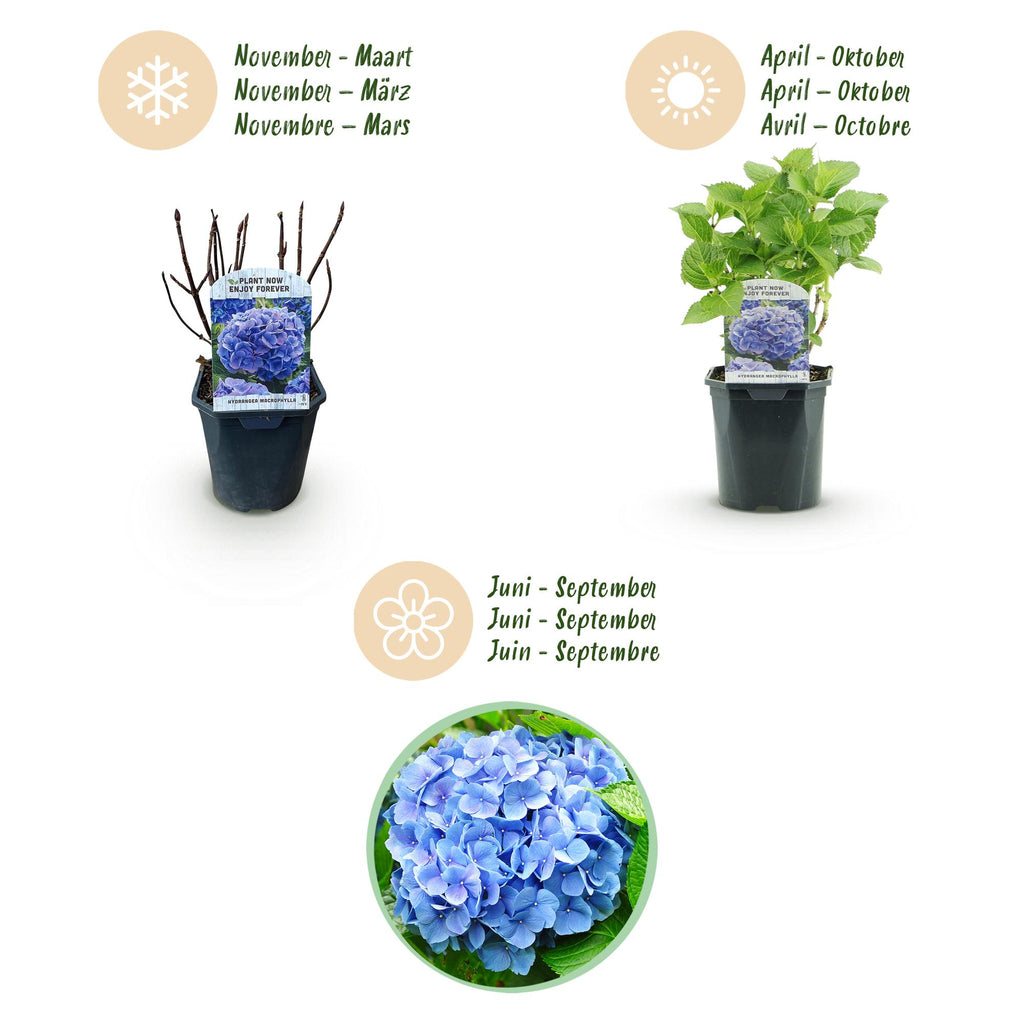 Hortensia - Hydrangea macrophylla Blue - Bloem Blauw - 1 Plant - Bladverliezend - Weinig Onderhoud - Pot 17cm Hoogte 30cm