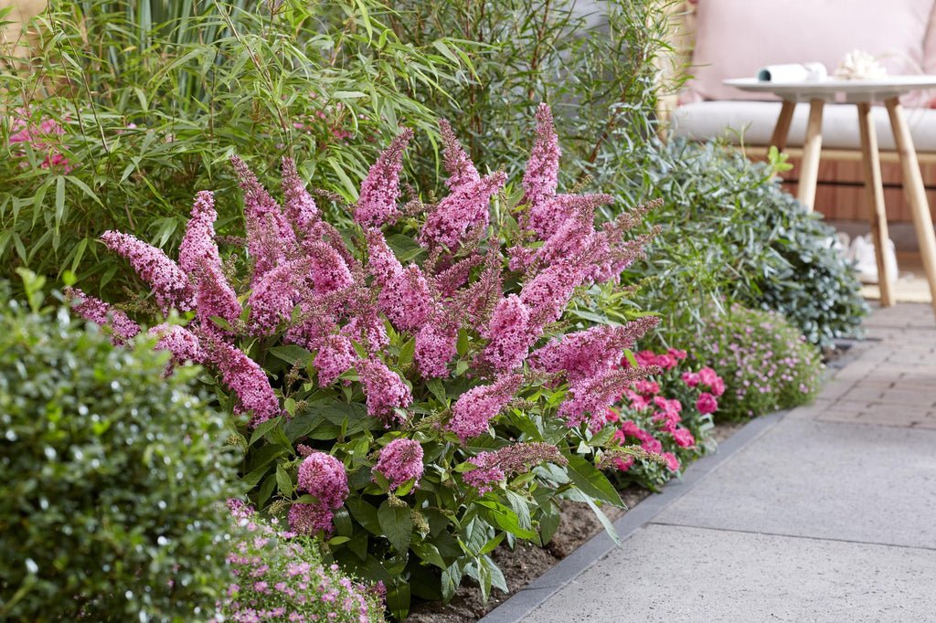 Tuinplant - Buddleja davidii Butterfly Candy Little Pink - Vlinderstruik - Compact - Roze - 1 Plant - Pot 12cm - Hoogte 20-25cm