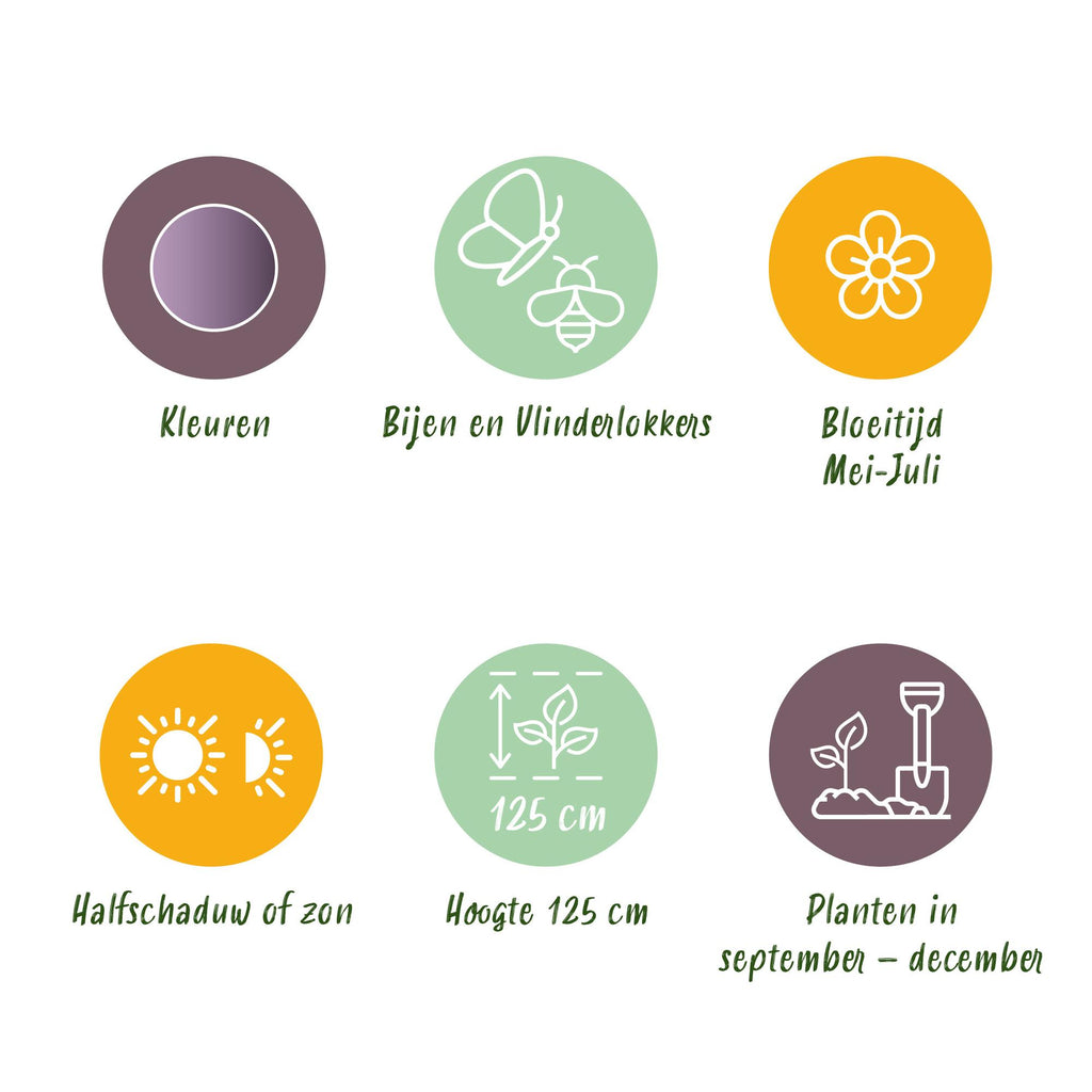 Bloembollen - Allium Gladiator - Kleur Paars - 5 stuks - Bolmaat 16/18 - XXL Pack