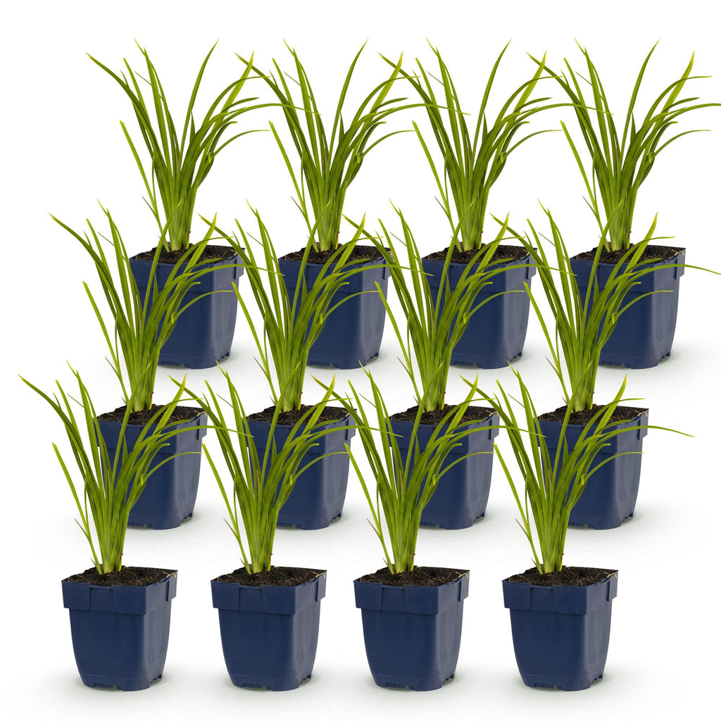 Vasteplant - Hemerocallis Autumn Red - Daglelie - Bijen en Vlinderlokkers - Rood - 12 Planten - Pot 11cm - Hoogte 15-25cm